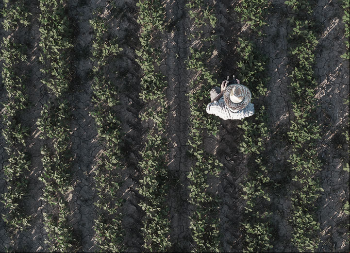 STF suspende liberação tácita de defensivos agrícolas