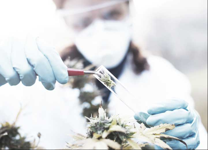 The Medical Cannabis Sector: Challenges in Brazil