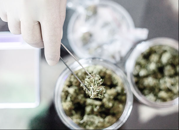 Avanços na regulamentação de produtos à base de cannabis