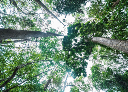 Cetesb: new environmental licensing procedures