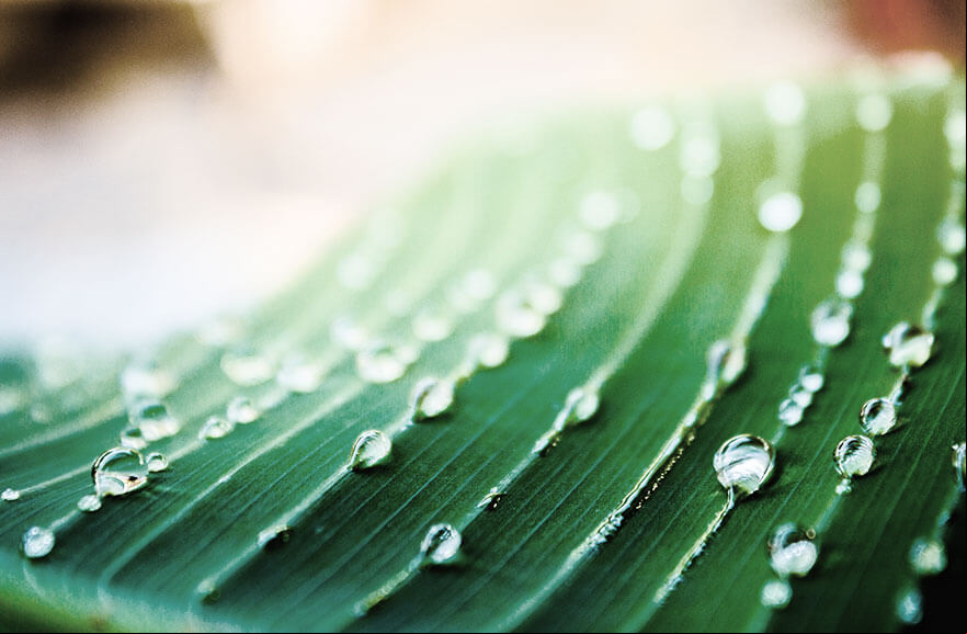 Establishment of the National Green Growth Program encourages sustainable development