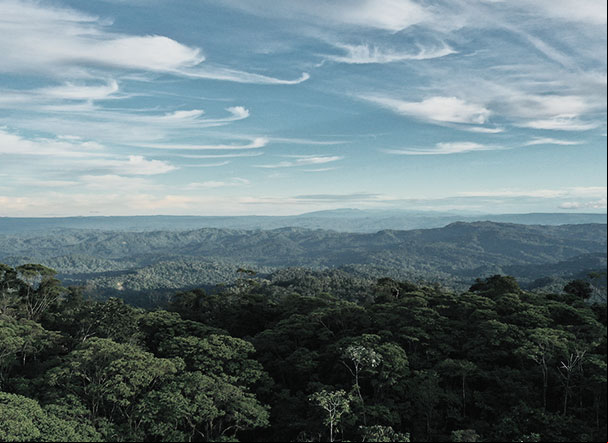 Visão superior de zona florestal