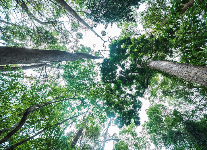 Licenciamento ambiental